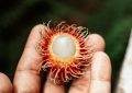 Rambutan