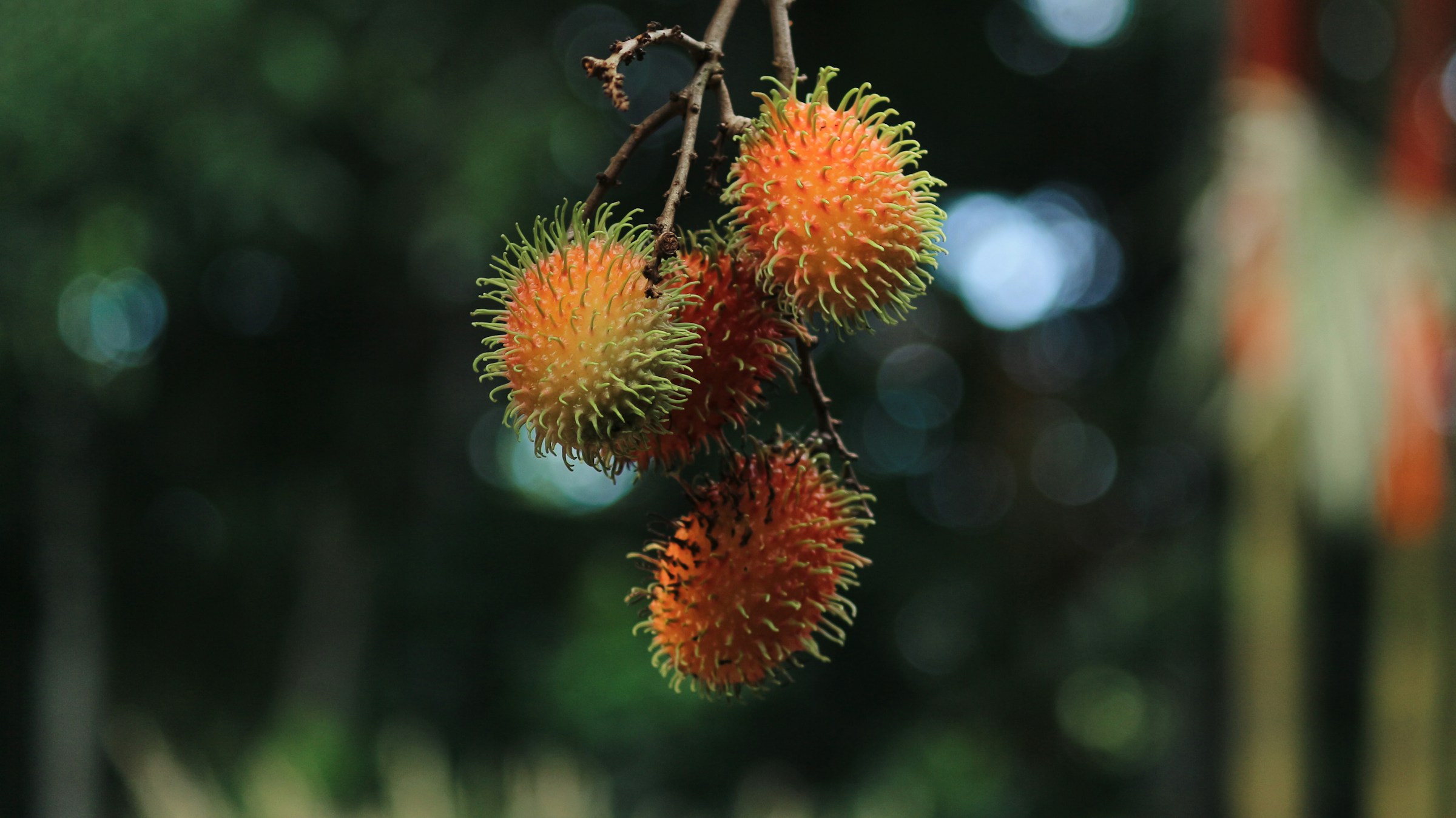 Rambutan