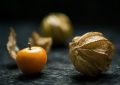 Physalis