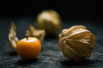 Physalis