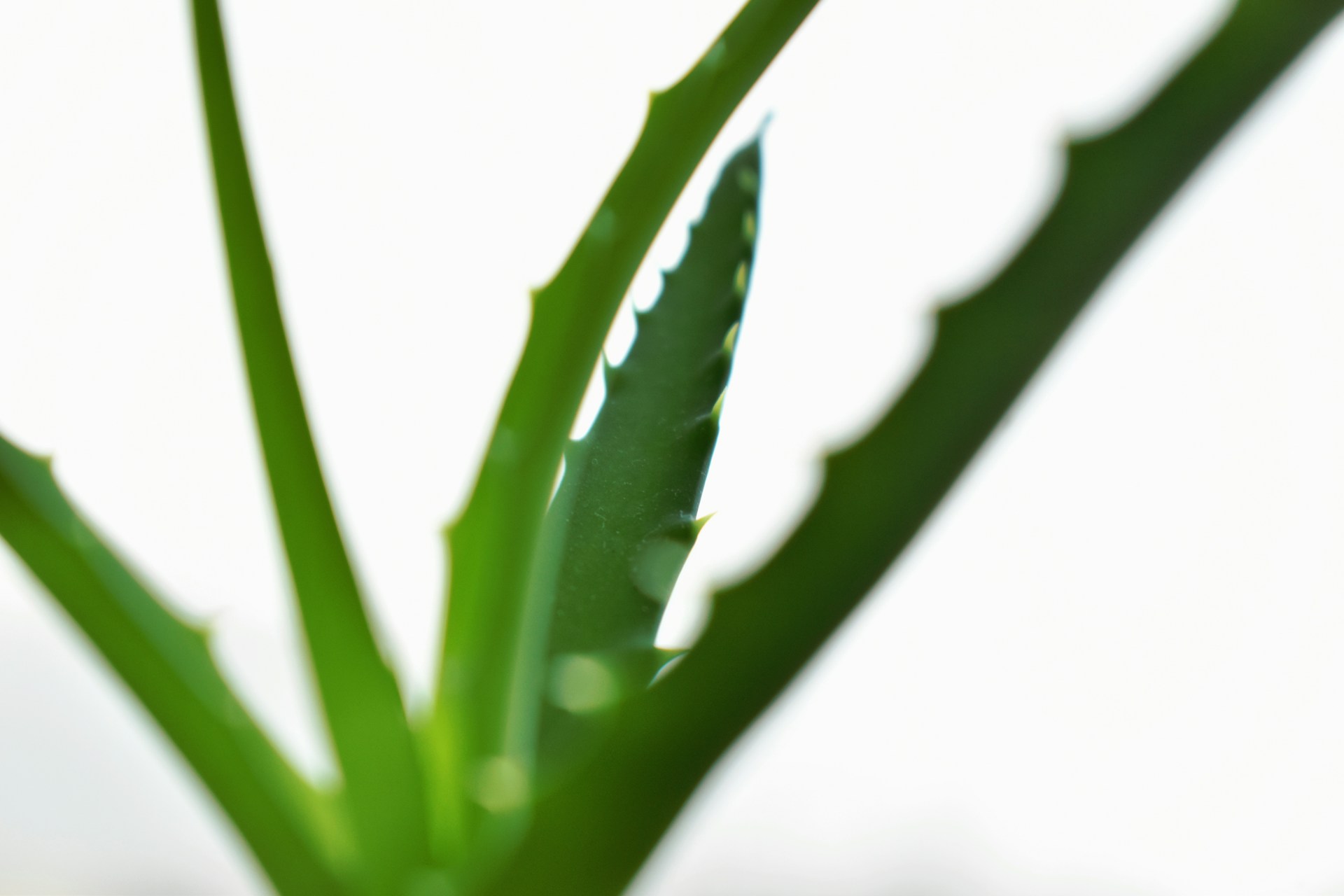 Aloe vera