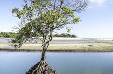 Strom smrti, Strom Manchineel, mancinela, Toxický strom, Jedovaté ovoce, Nejsmrtelnější strom