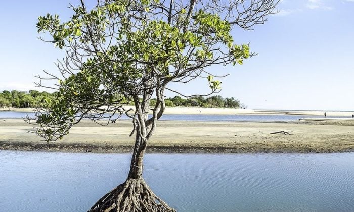 Strom smrti, Strom Manchineel, mancinela, Toxický strom, Jedovaté ovoce, Nejsmrtelnější strom